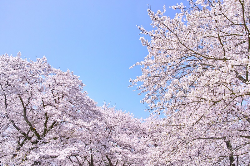 4月の社内報を制作するなら!どんな内容を書くべきなの?